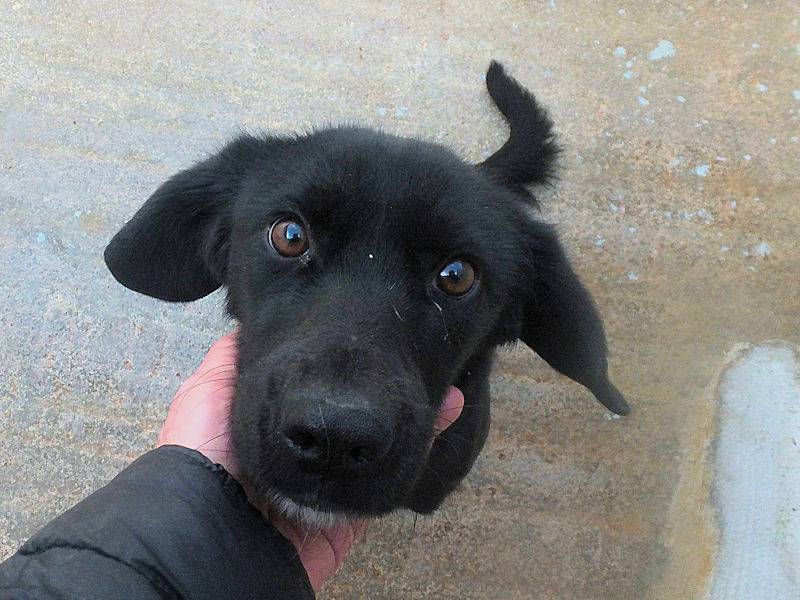Vuoi adottare un cane a Frosinone?