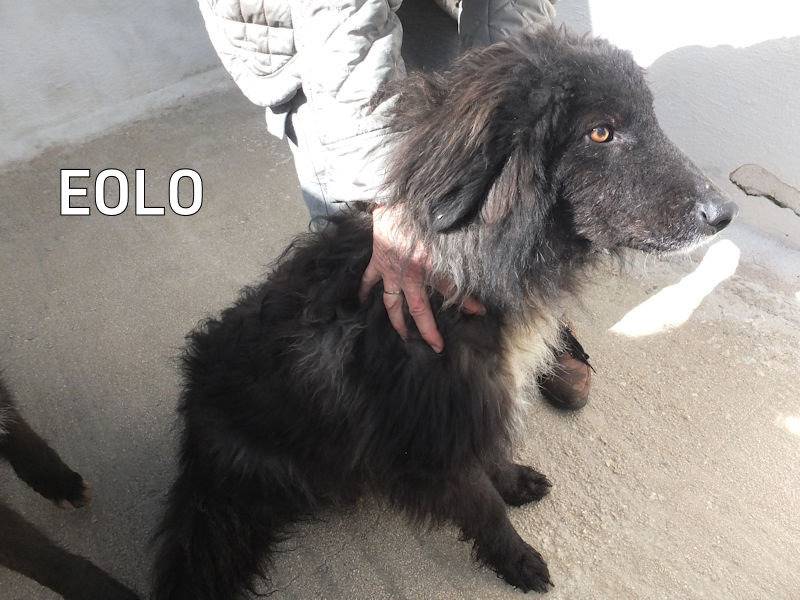 Adozione cane, maschio, Razza sconosciuta Razza sconosciuta, 2 anni e 7 mesi, taglia grande, Frosinone