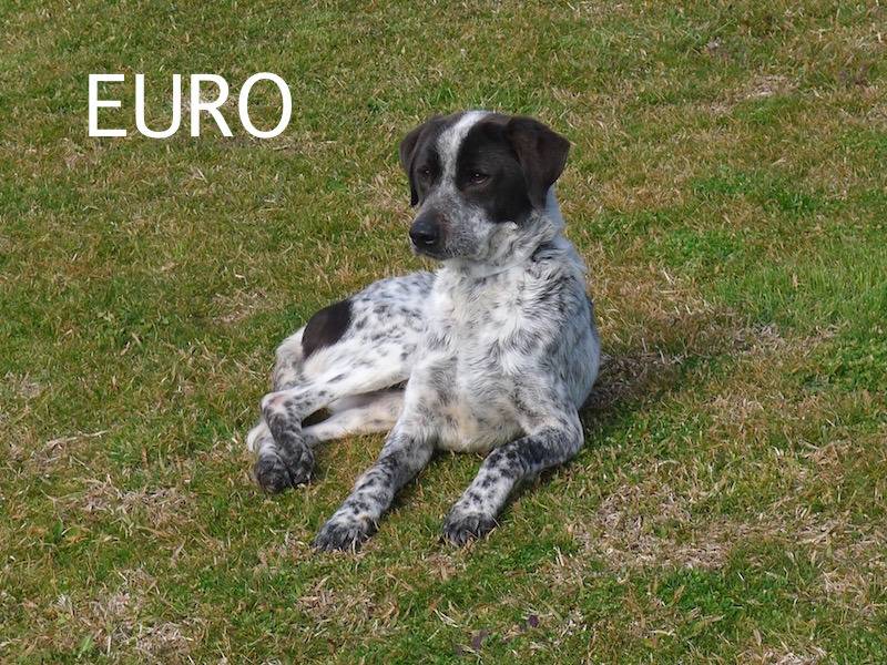 Adozione cane, maschio, Pointer Razza sconosciuta, 8 anni e 1 mese, taglia media, Frosinone