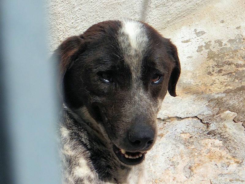 Adotta un cane, maschio, 8 anni e 1 mese, Frosinone