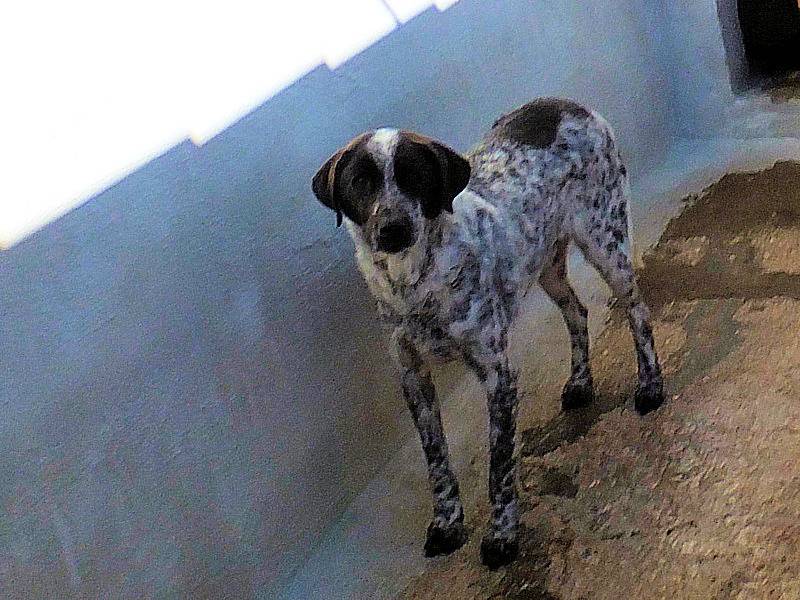 Vuoi adottare un cane a Frosinone?