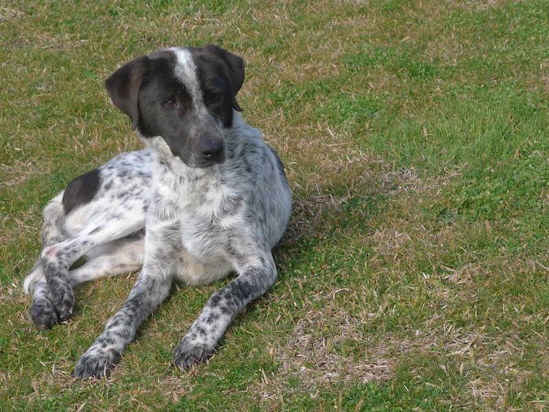 Adotta il cane EURO a Frosinone