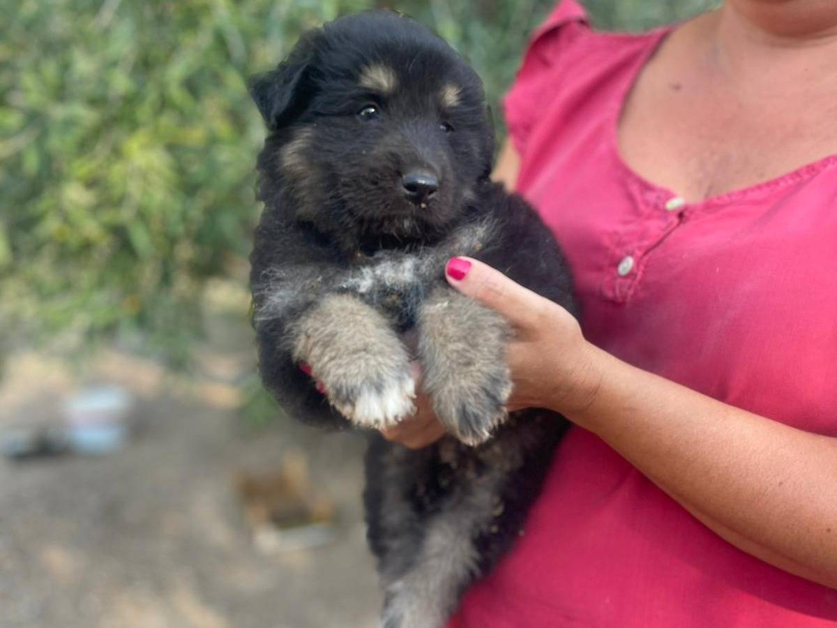 Adotta un cane, maschio, 1 mesi, Pavia