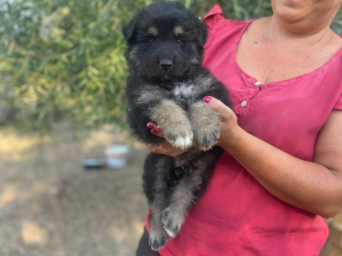 Adotta un cane, taglia grande, maschio, Pavia