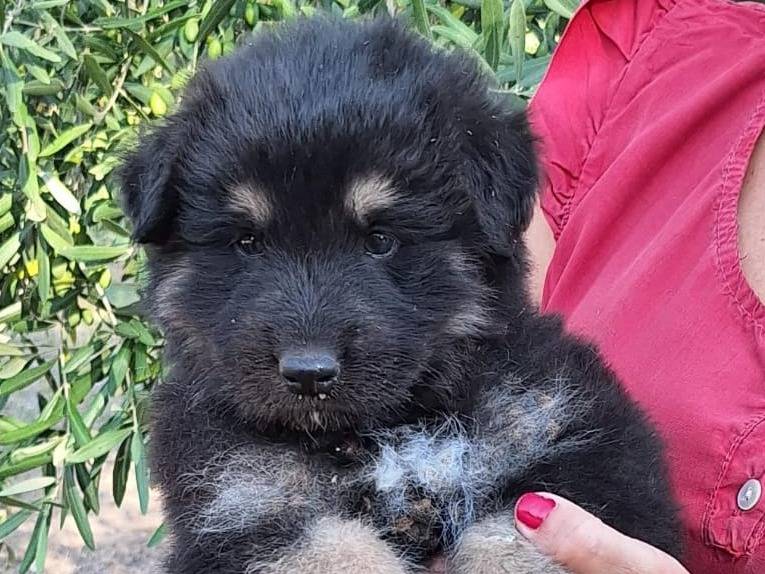 Vuoi adottare un cane a Pavia?