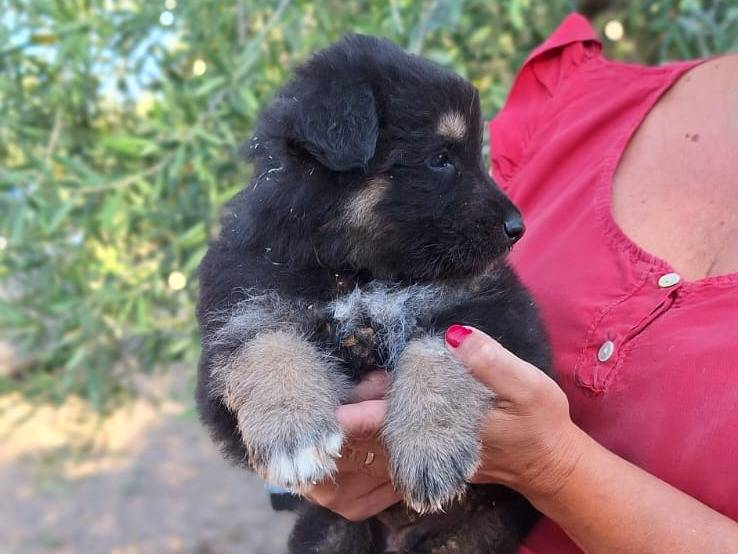 Adotta il cane Bruno orsetto a Pavia