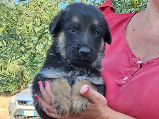Vuoi adottare un cane a Milano?