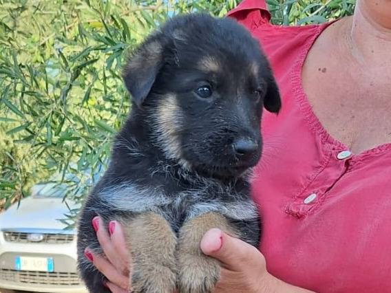 Adotta il cane Trevor a Milano