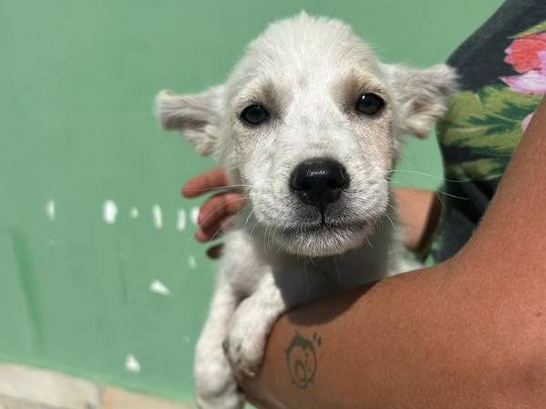 Adozione cane, maschio, Razza sconosciuta Razza sconosciuta, 3 mesi, taglia media, Matera