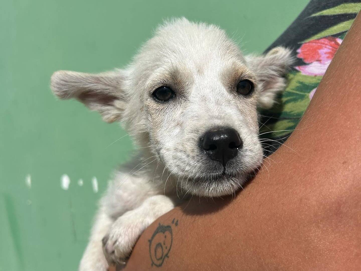 Adotta un cane, maschio, 3 mesi, Matera