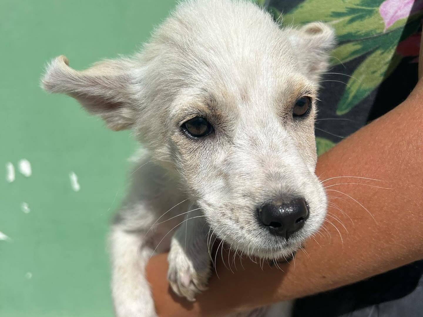 Adotta un cane, taglia media, maschio, Matera