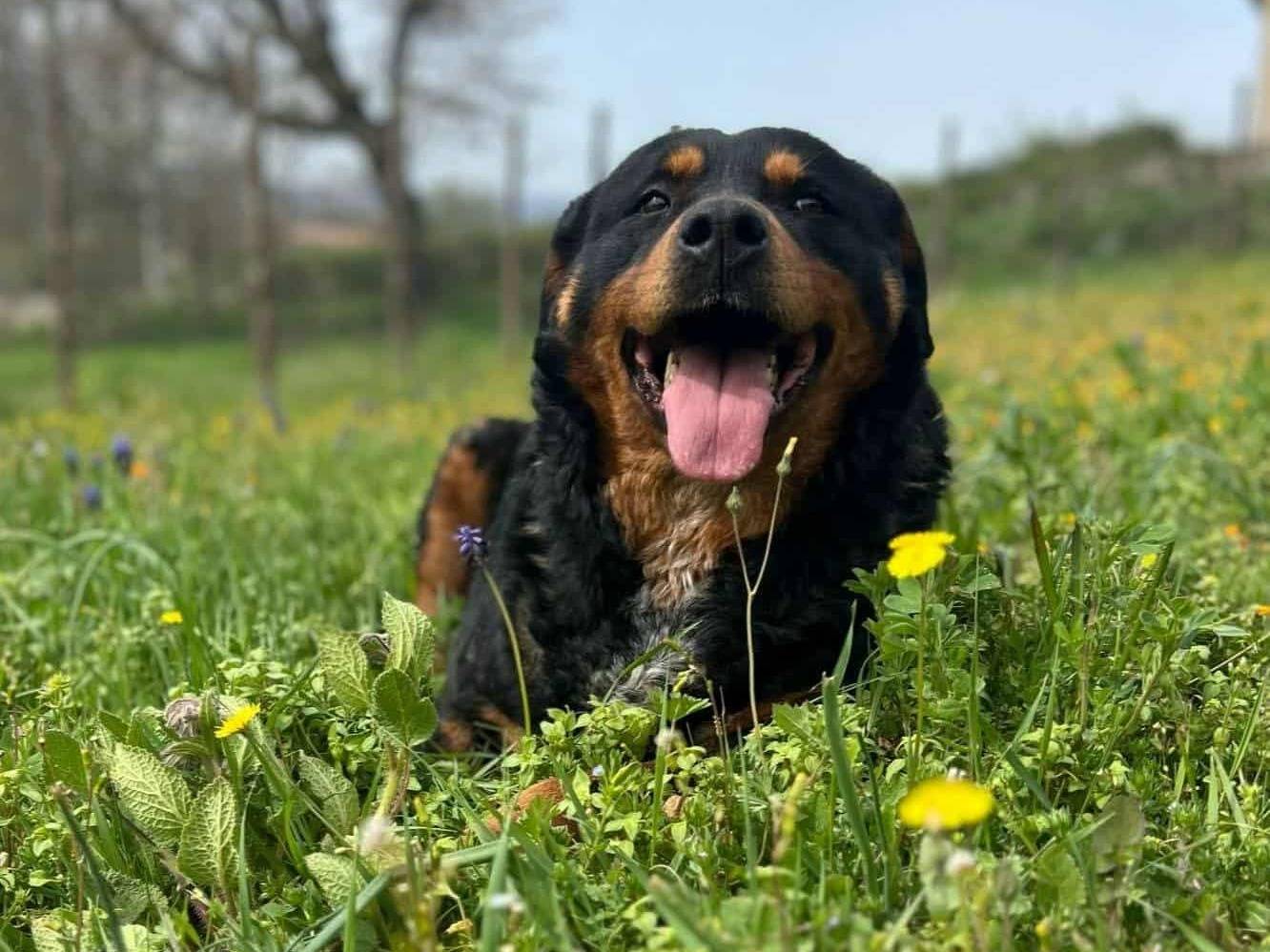 Vuoi adottare un cane a Firenze?