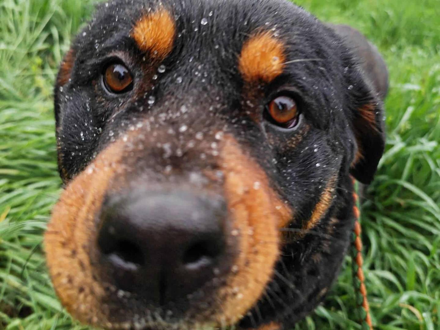 Adotta il cane GUENDY a Firenze