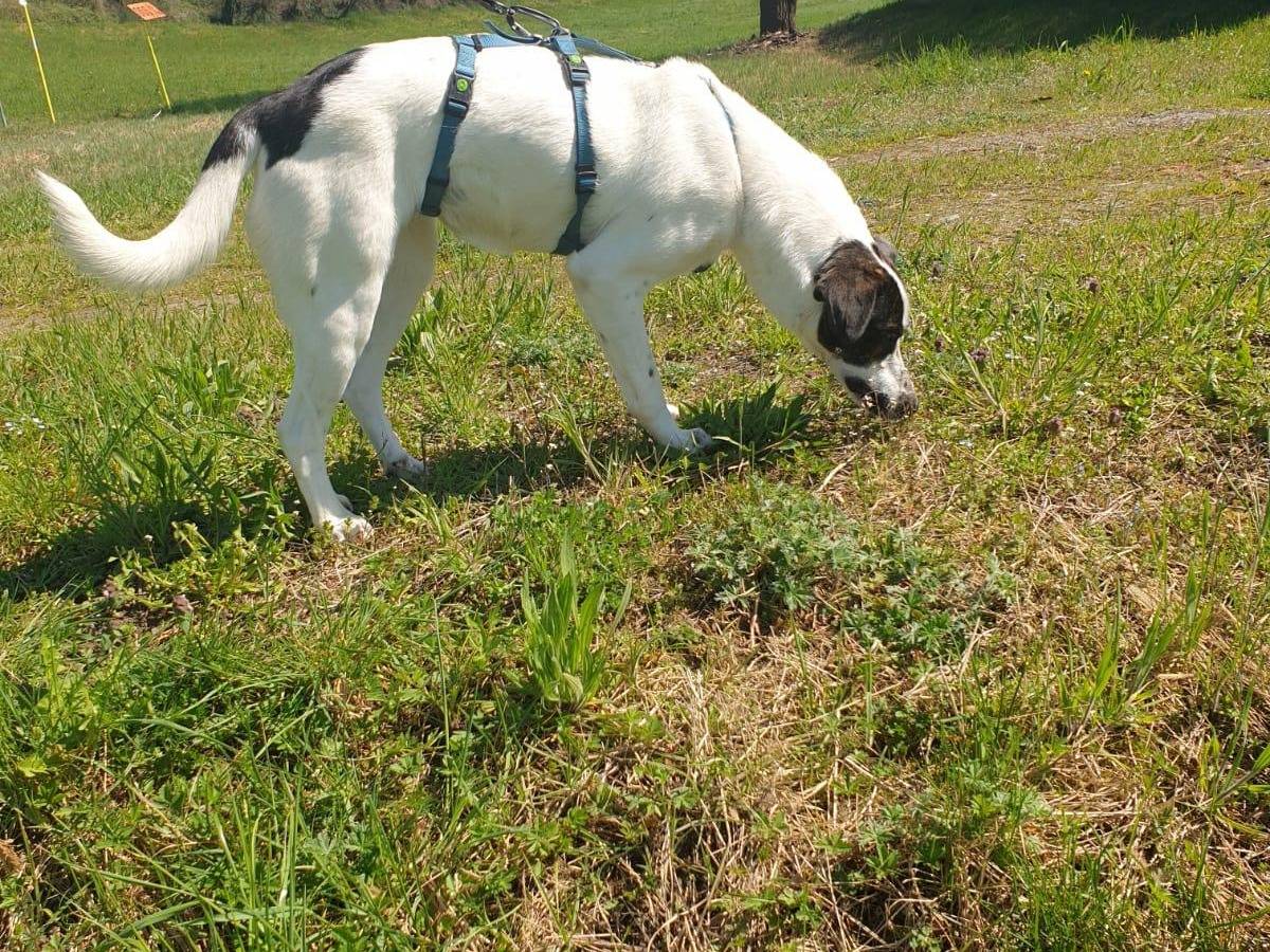 Foto 3 dell'animale