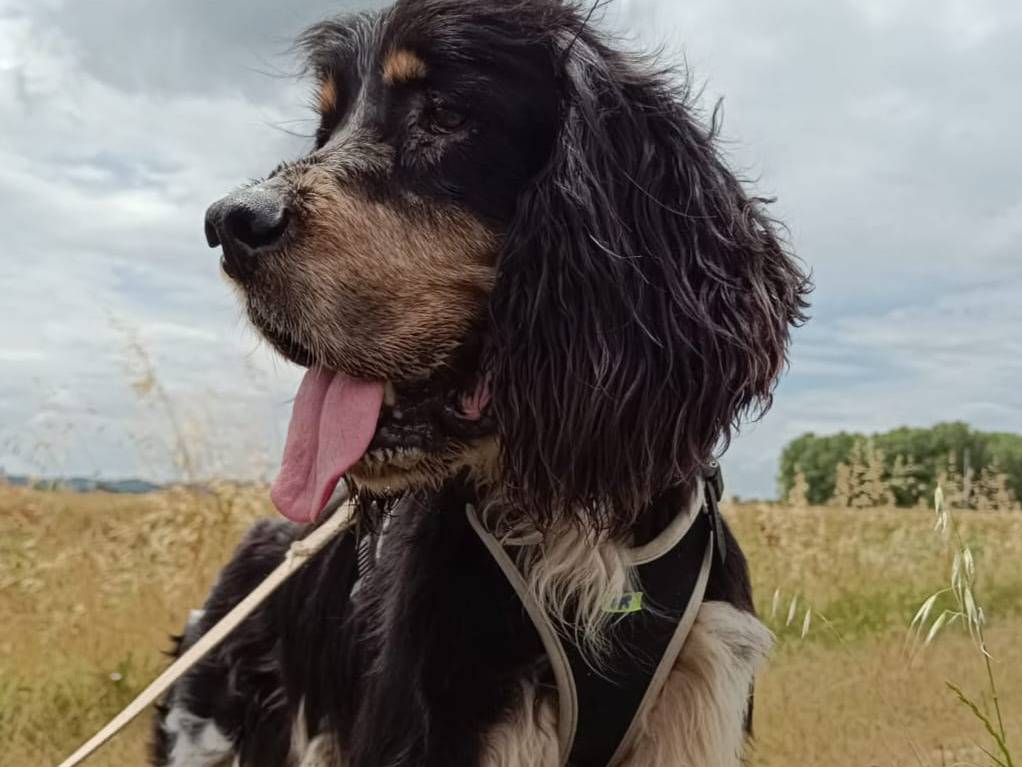 Adozione cane, maschio, Cocker Spaniel Spaniel, 7 anni e 1 mese, taglia media contenuta, Pisa