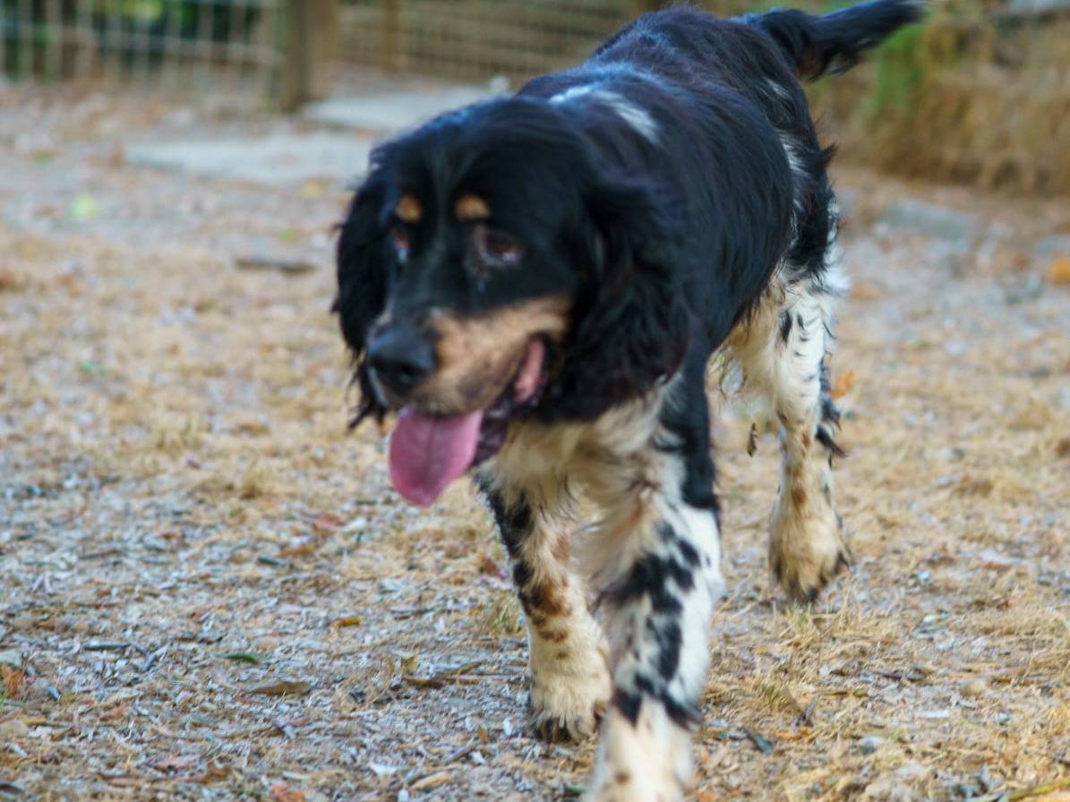 Adotta un cane, taglia media contenuta, maschio, Pisa