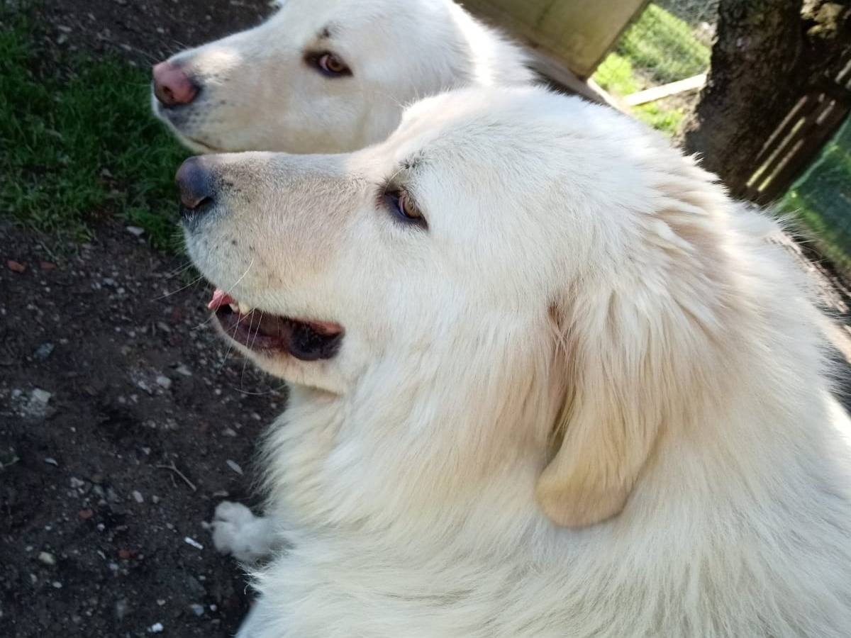 Adotta il cane Bullo e Gastone a Pisa