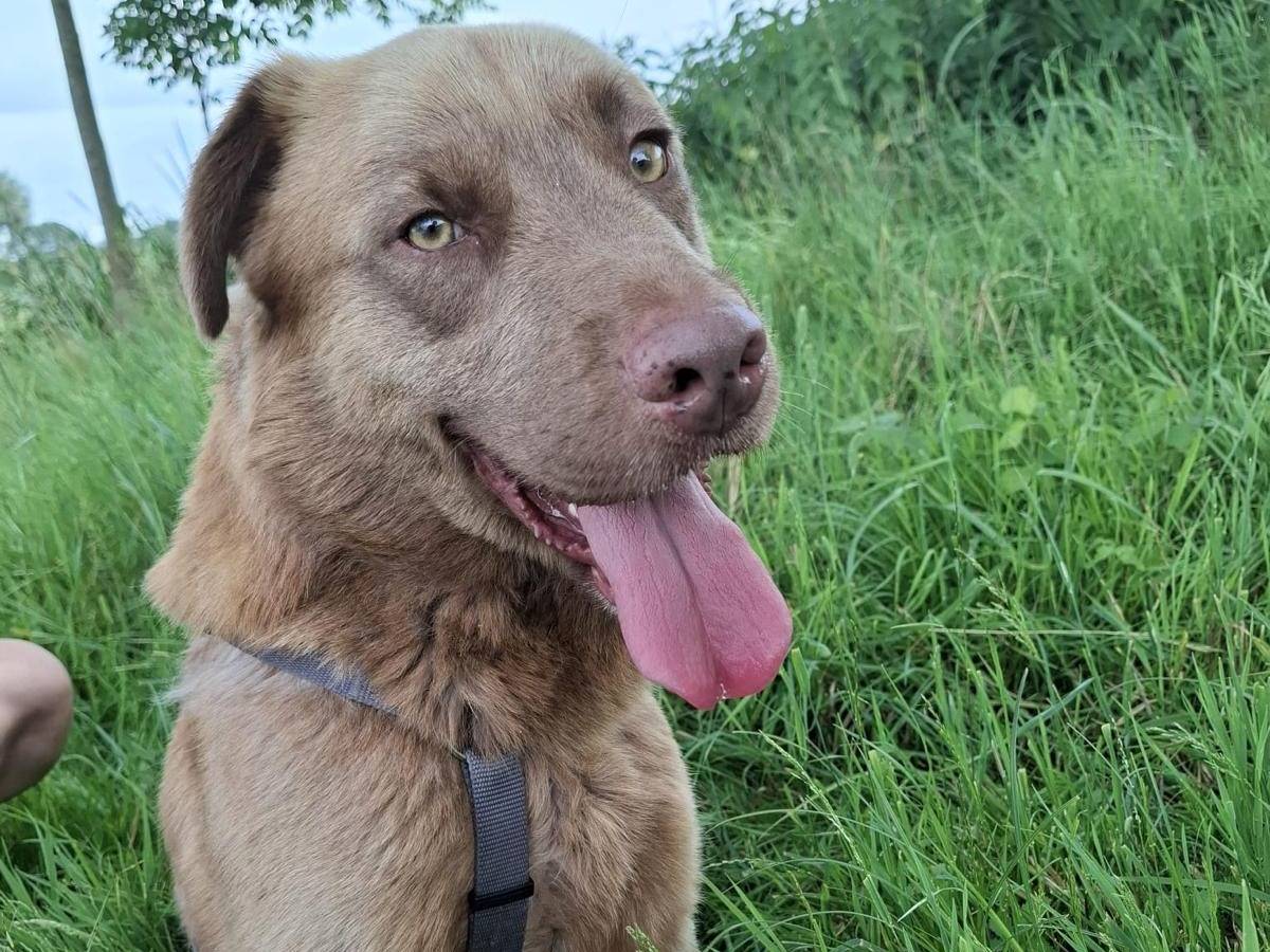 Adozione cane, maschio, Razza sconosciuta Labrador Retriever, 5 anni e 4 mesi, taglia media, Torino