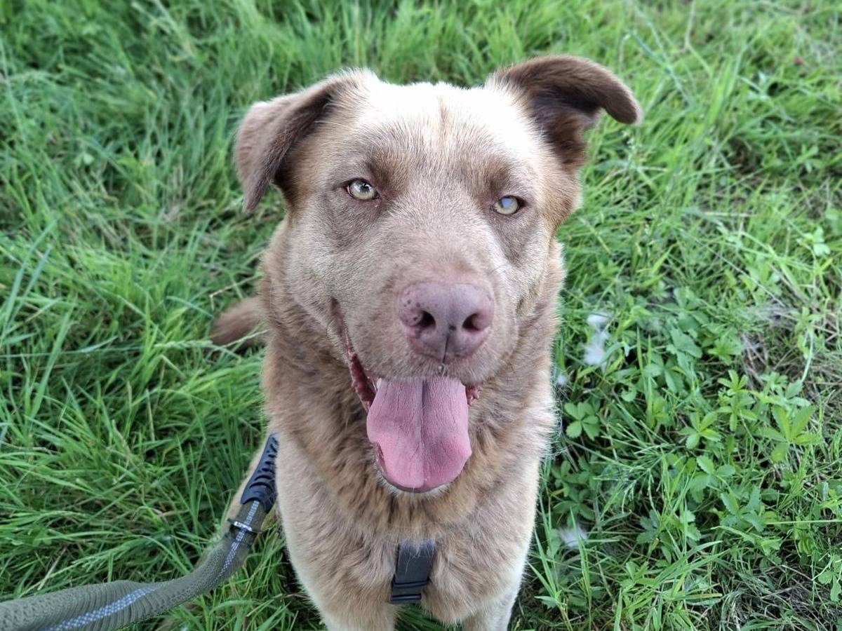 Adotta un cane, maschio, 5 anni e 4 mesi, Torino
