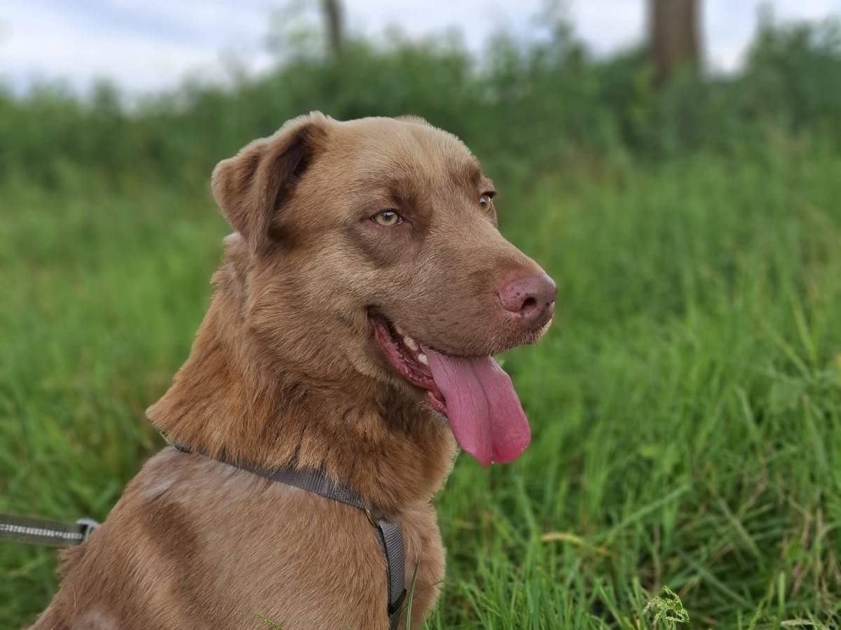 Adotta un cane, taglia media, maschio, Torino