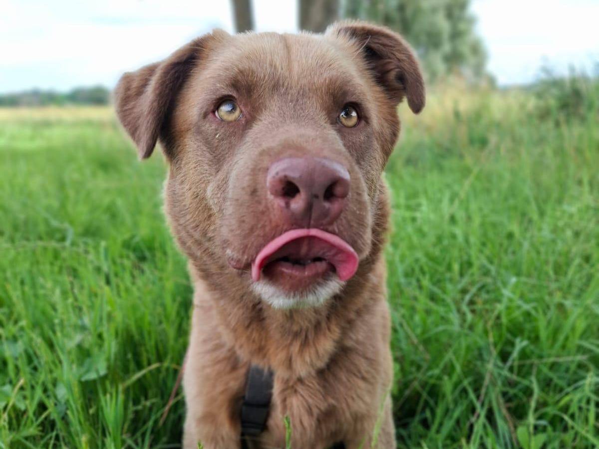 Vuoi adottare un cane a Torino?