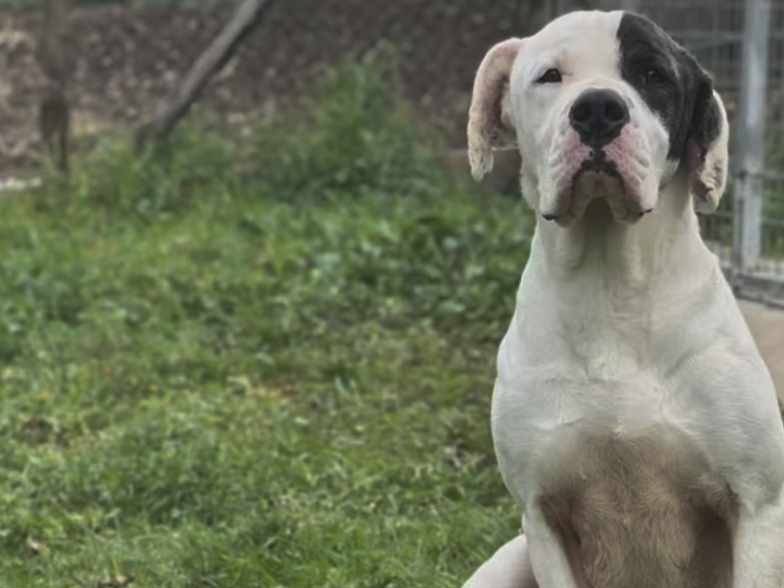 Adozione cane, maschio, Dogo Argentino Razza sconosciuta, 3 anni e 3 mesi, taglia gigante, Firenze