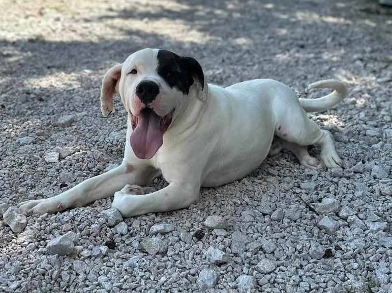 Adotta un cane, taglia gigante, maschio, Firenze