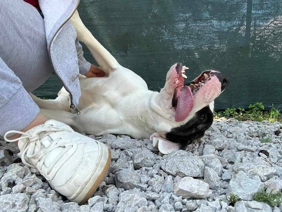 Vuoi adottare un cane a Firenze?