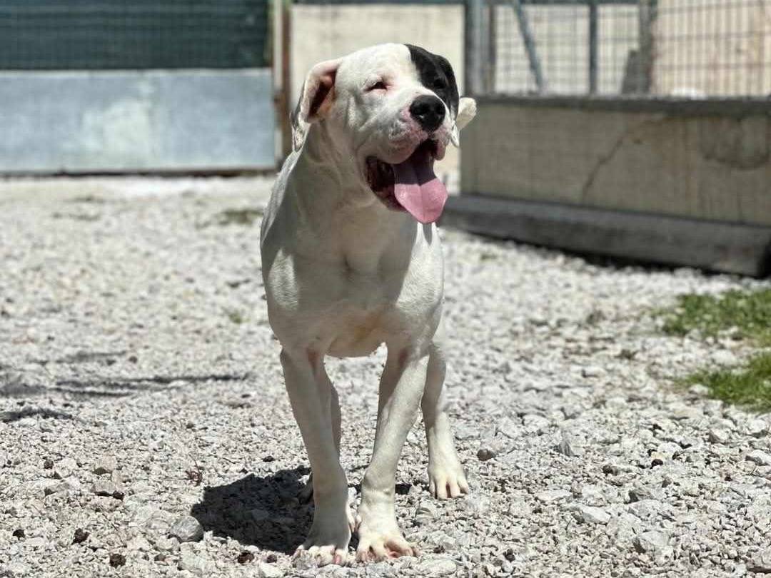 Adotta il cane VINCENT a Firenze