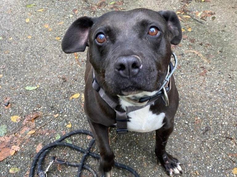 Vuoi adottare un cane a Torino?