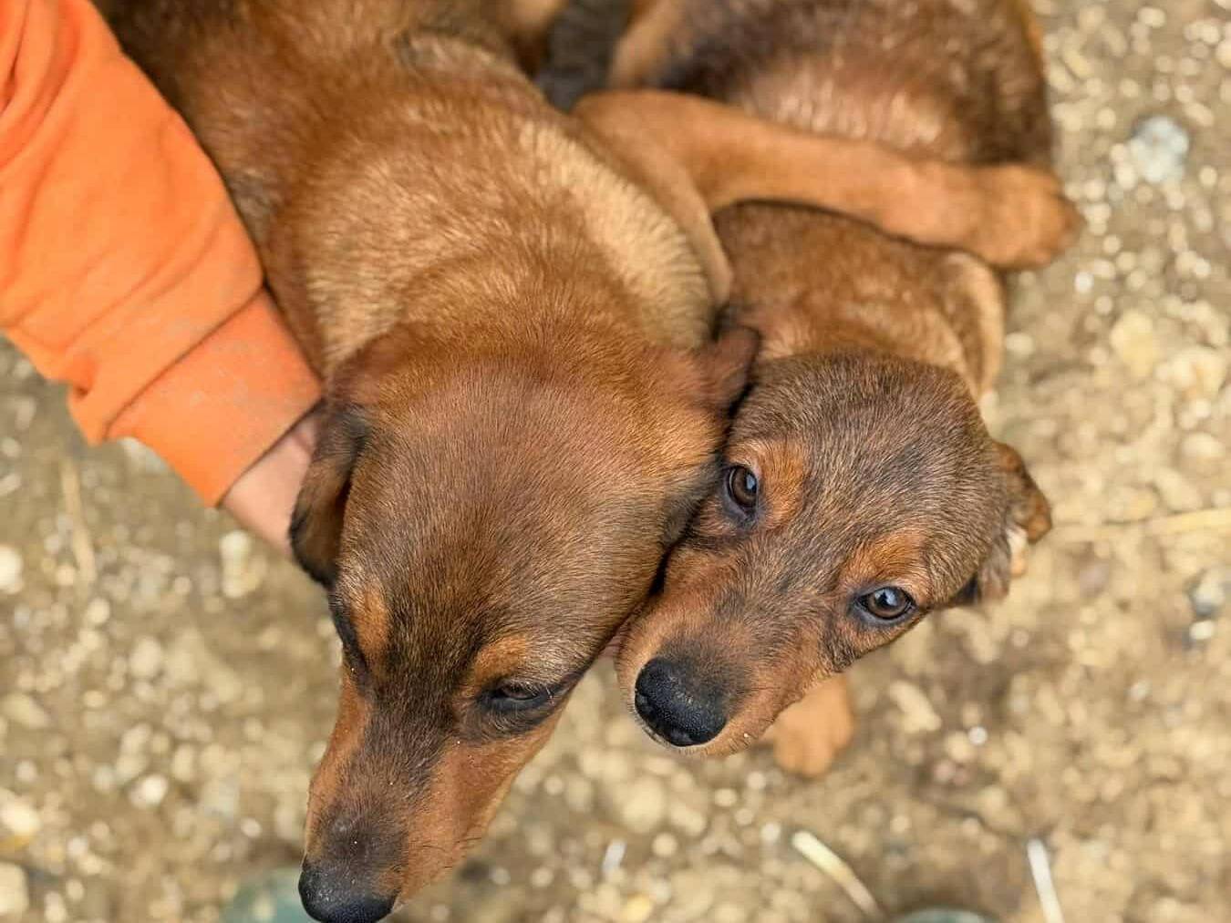 Vuoi adottare un cane a Firenze?