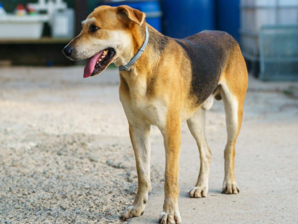 Adozione cane, maschio, Razza sconosciuta Razza sconosciuta, 6 anni e 9 mesi, taglia media contenuta, Pisa