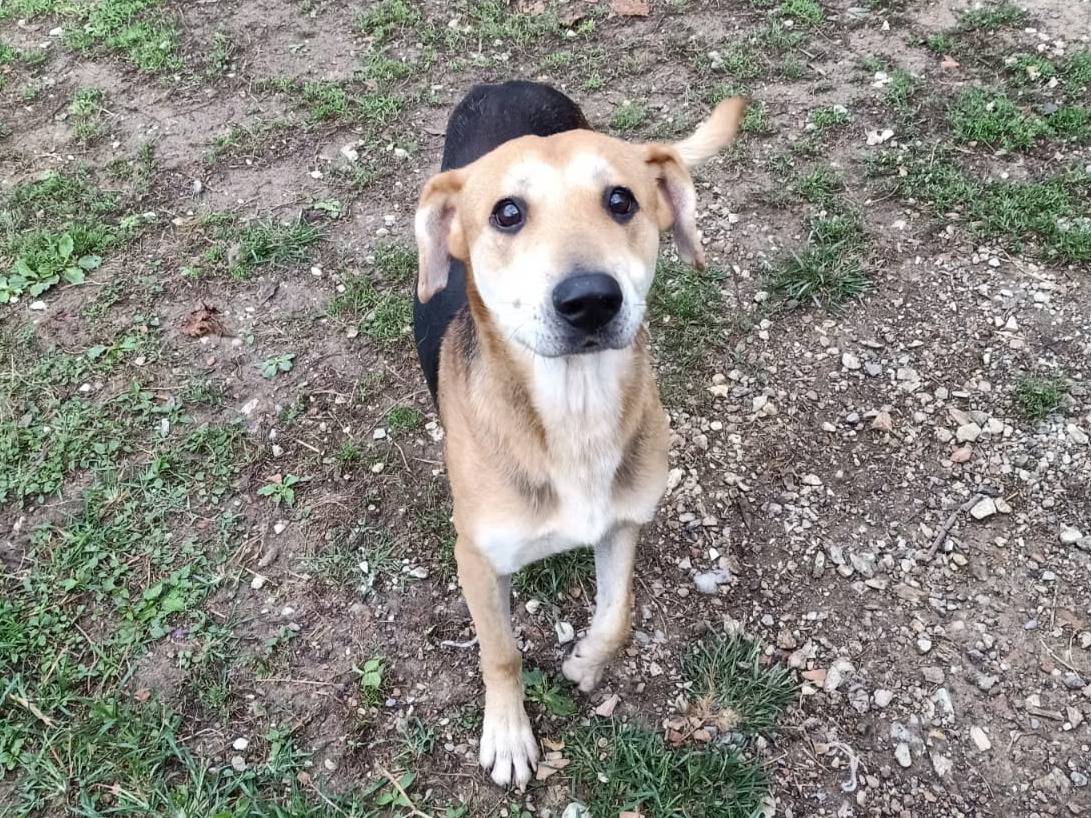 Adotta un cane, maschio, 6 anni e 9 mesi, Pisa