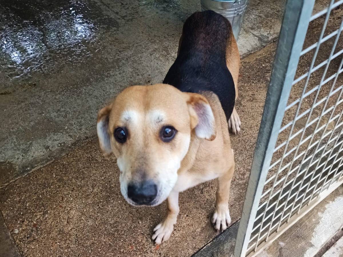 Adotta un cane, taglia media contenuta, maschio, Pisa