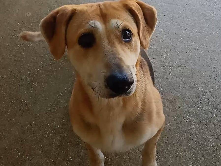 Vuoi adottare un cane a Pisa?