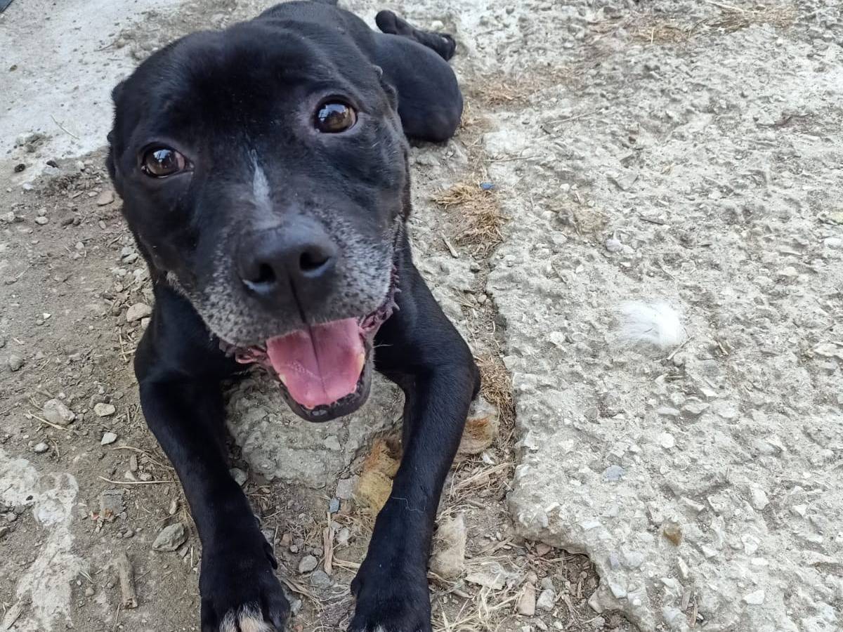 Vuoi adottare un cane a Pisa?