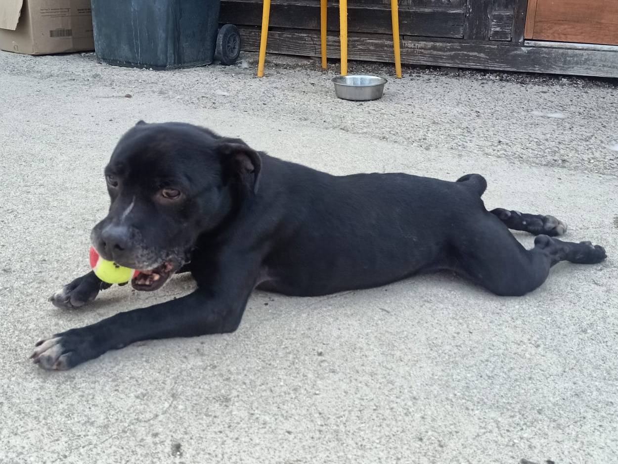 Adotta il cane Aaron a Pisa