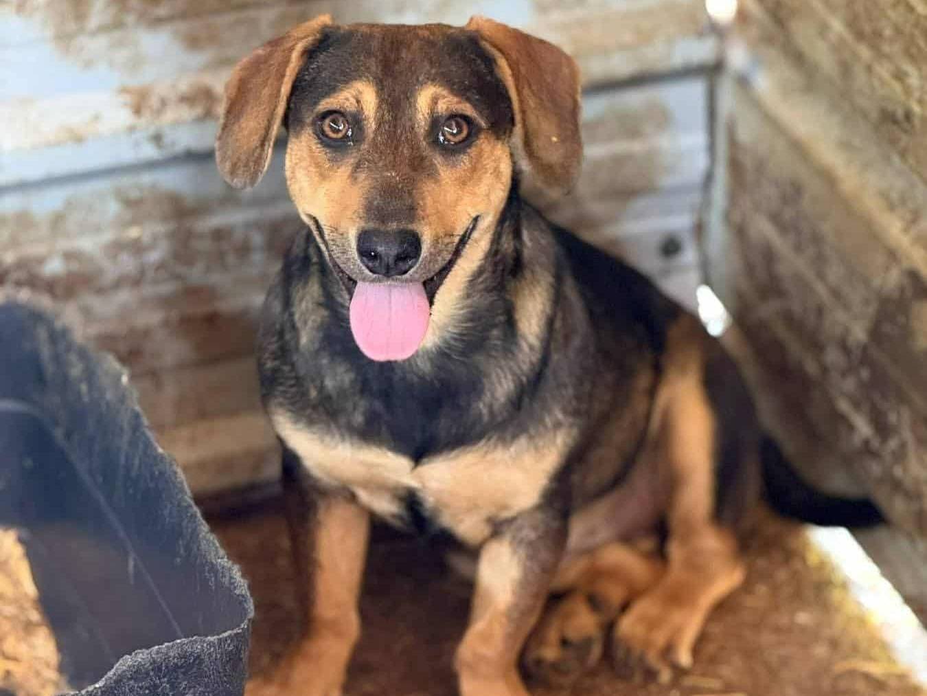 Adozione cane, maschio, Segugio Razza sconosciuta, 4 mesi, taglia media contenuta, Firenze