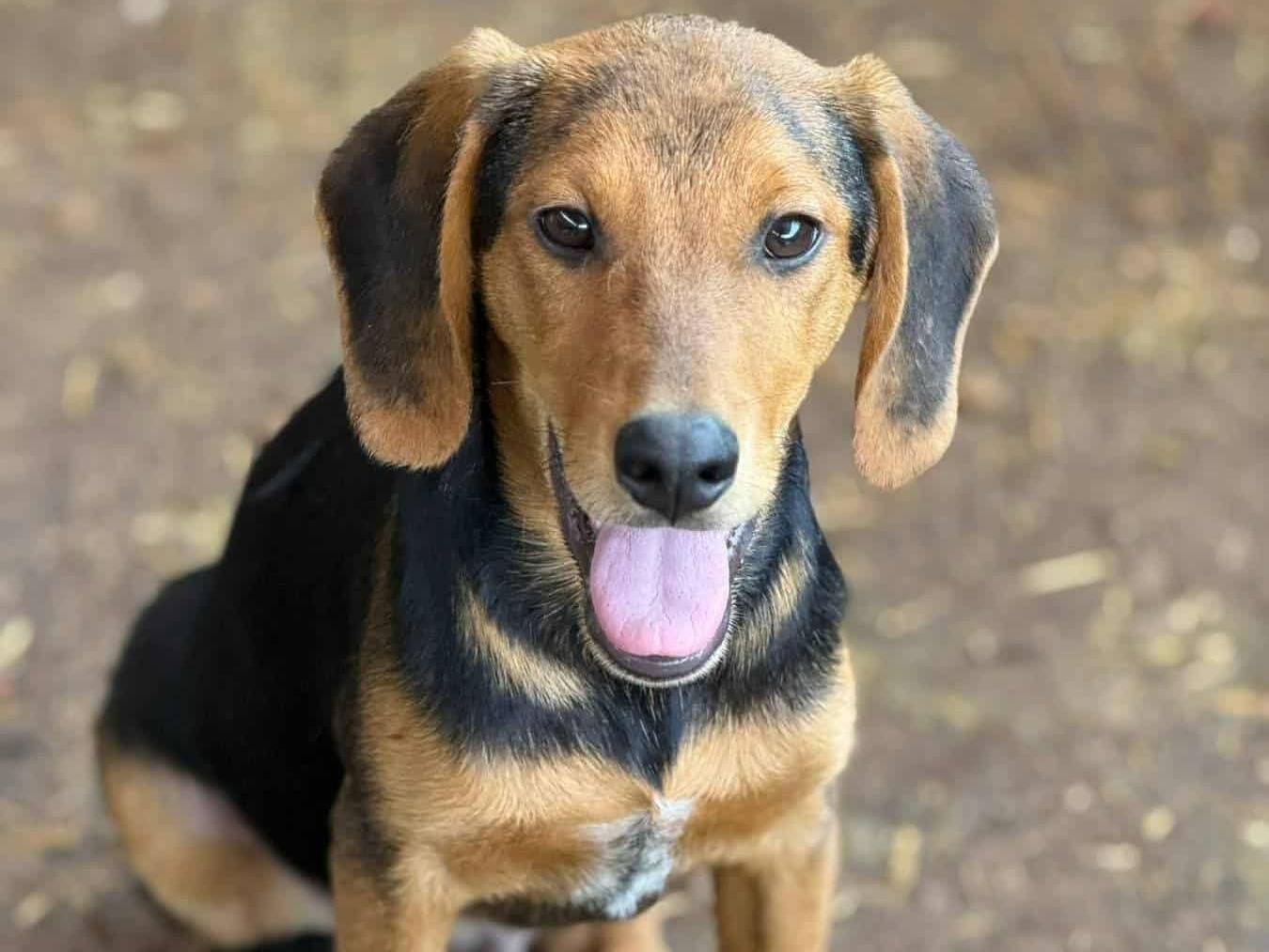 Adotta un cane, maschio, 4 mesi, Firenze