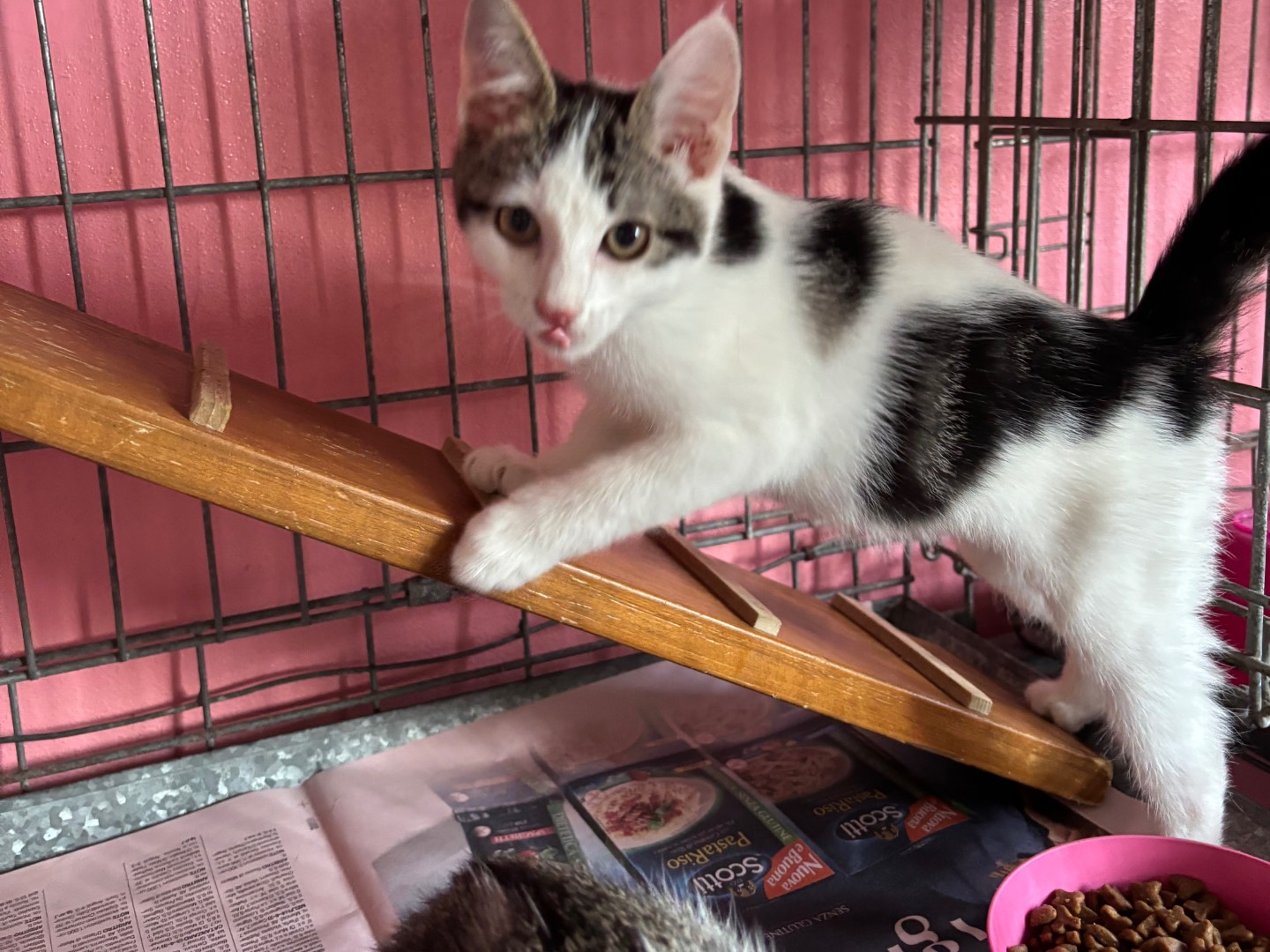 Adozione gatto, femmina, Razza sconosciuta Razza sconosciuta, 5 mesi, taglia non valida, Brescia