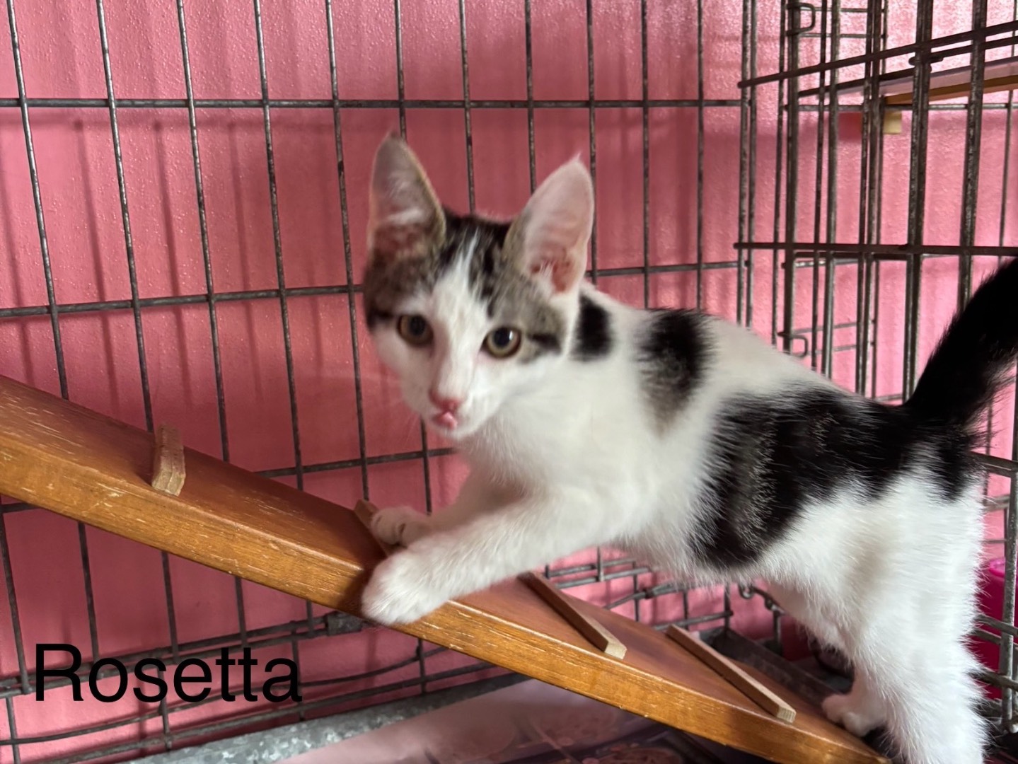 Adotta un gatto, femmina, 5 mesi, Brescia