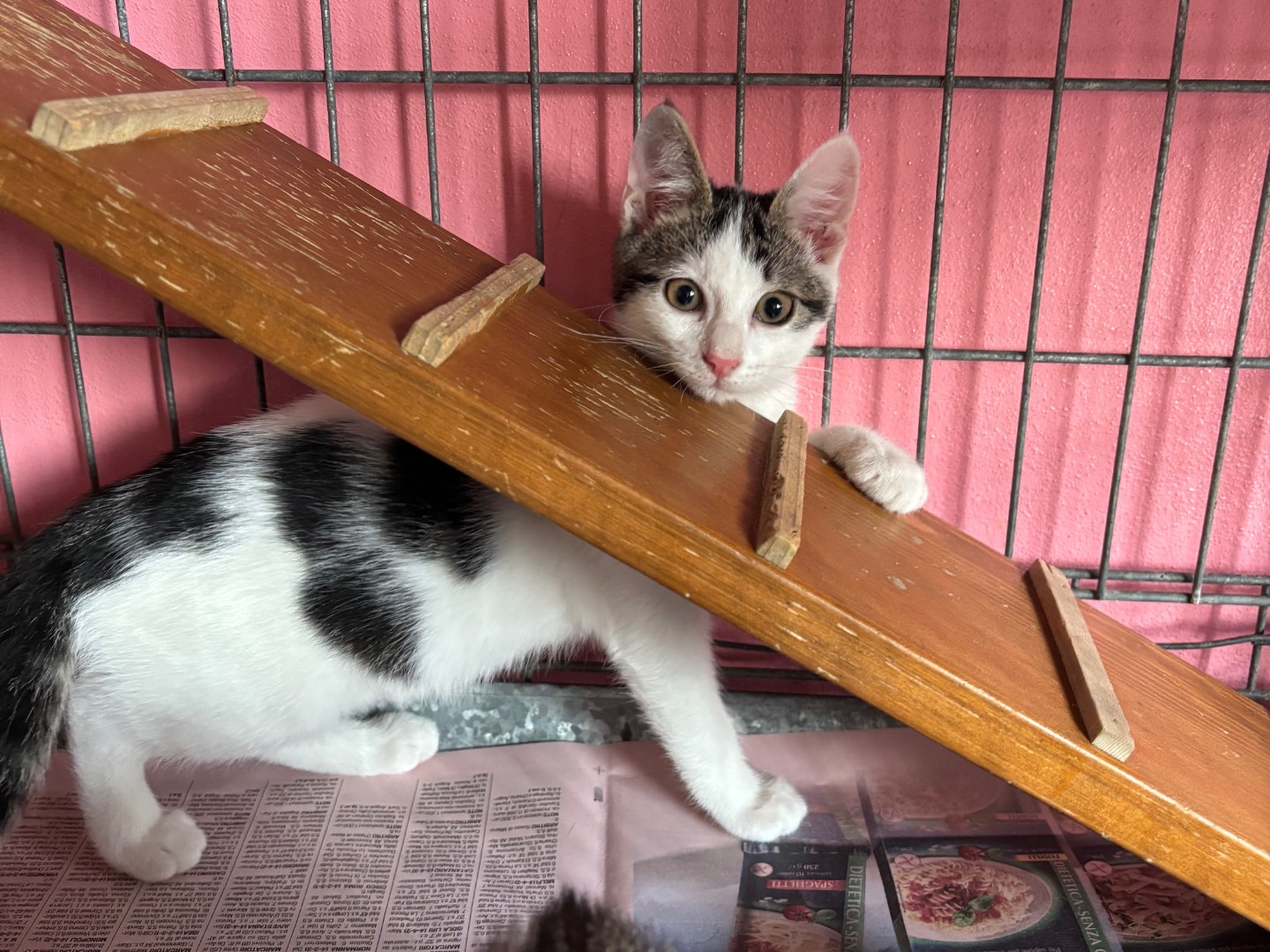 Adotta un gatto, taglia non valida, femmina, Brescia