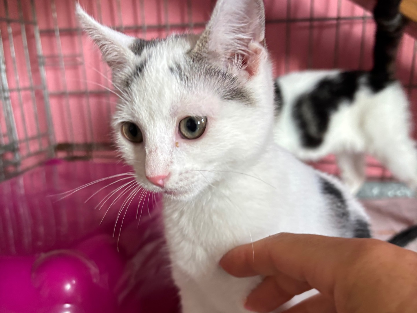 Adozione gatto, femmina, Razza sconosciuta Razza sconosciuta, 5 mesi, taglia non valida, Brescia