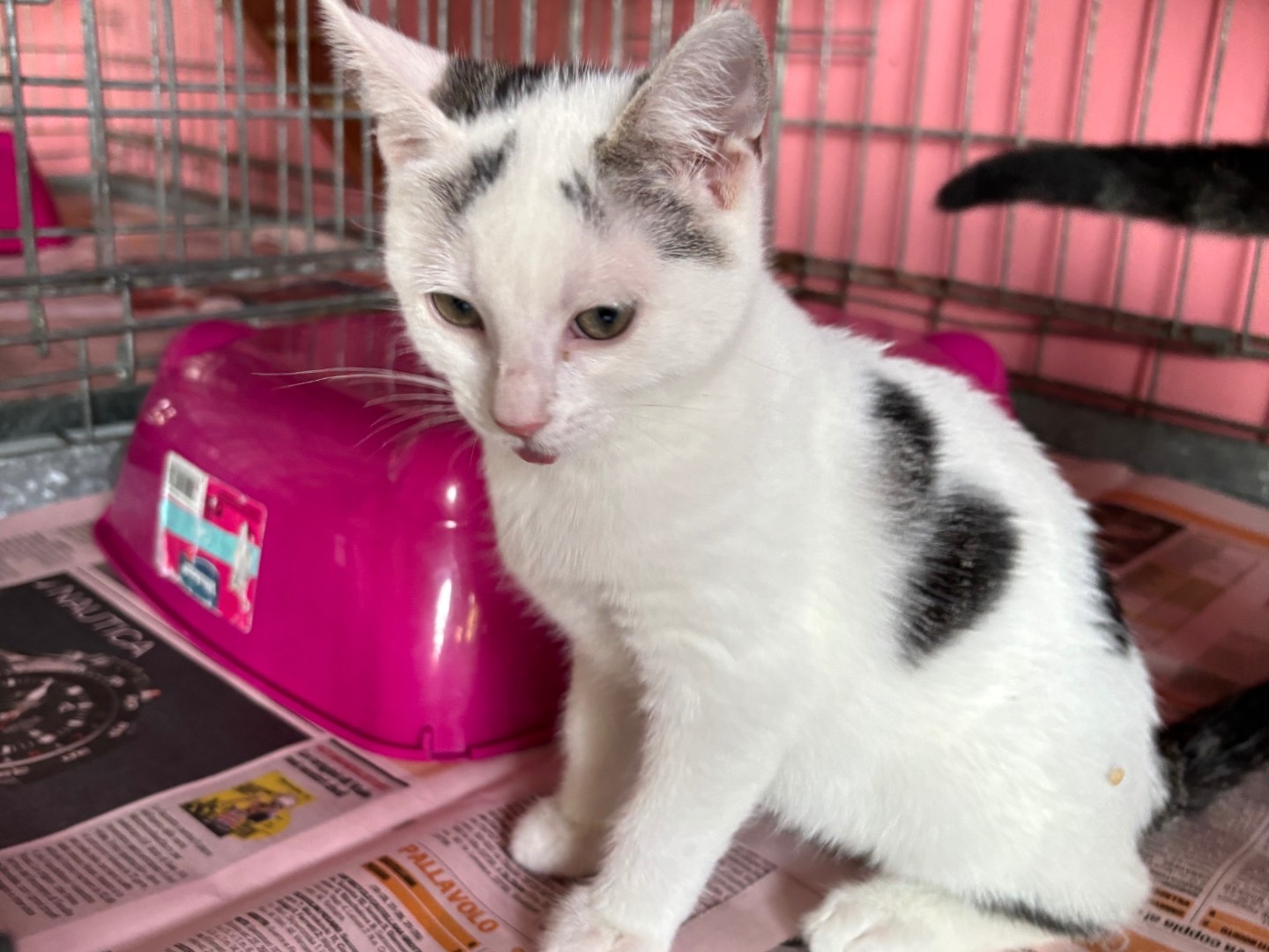 Adotta un gatto, femmina, 5 mesi, Brescia