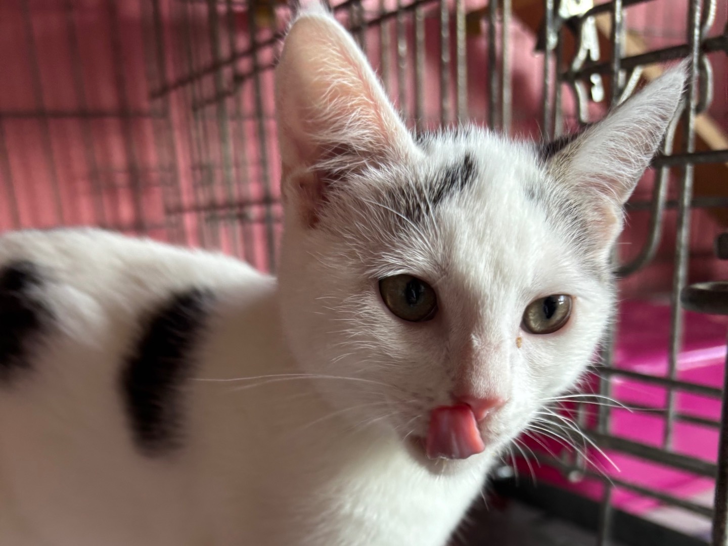 Adotta un gatto, taglia non valida, femmina, Brescia