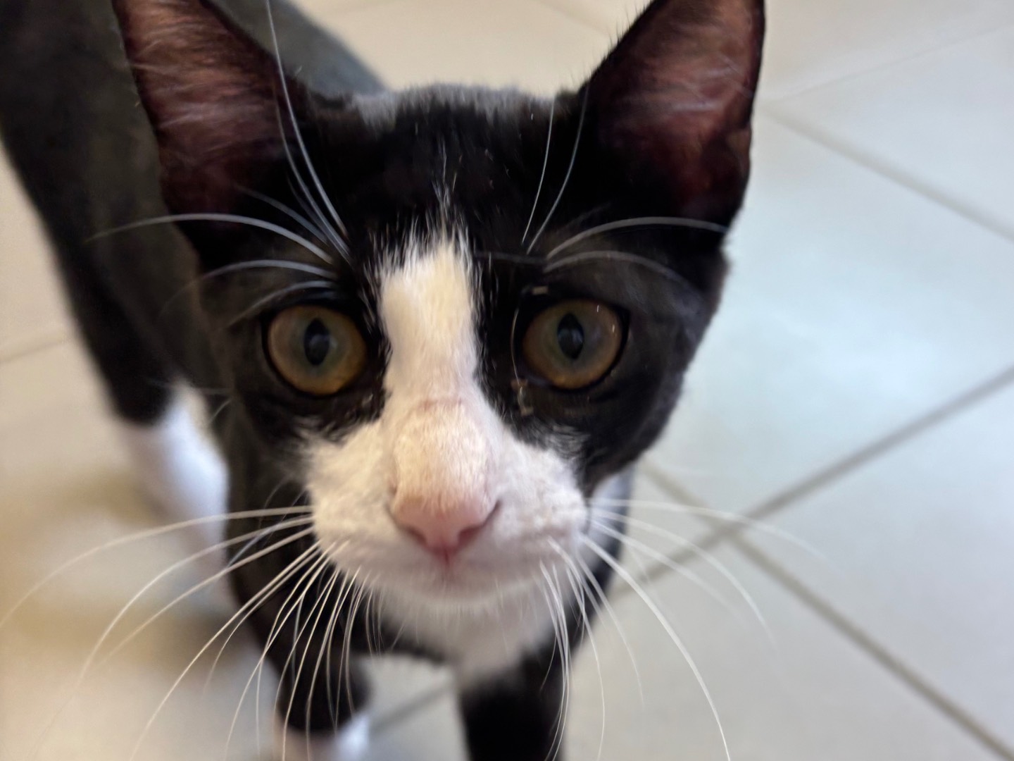 Adozione gatto, femmina, Razza sconosciuta Razza sconosciuta, 5 mesi, taglia non valida, Brescia