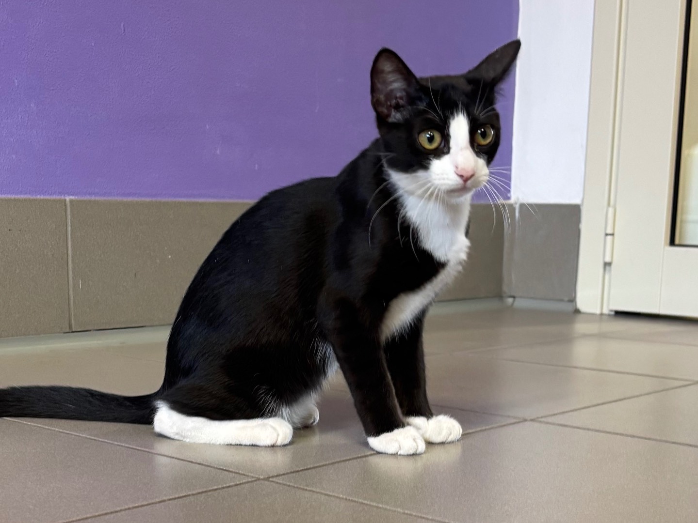 Adotta un gatto, femmina, 5 mesi, Brescia