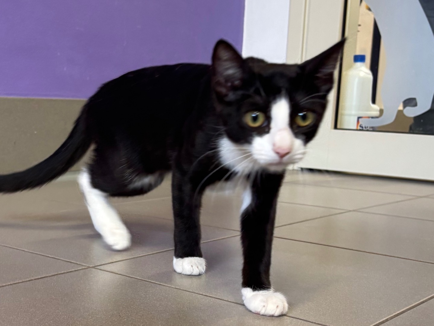 Adotta un gatto, taglia non valida, femmina, Brescia