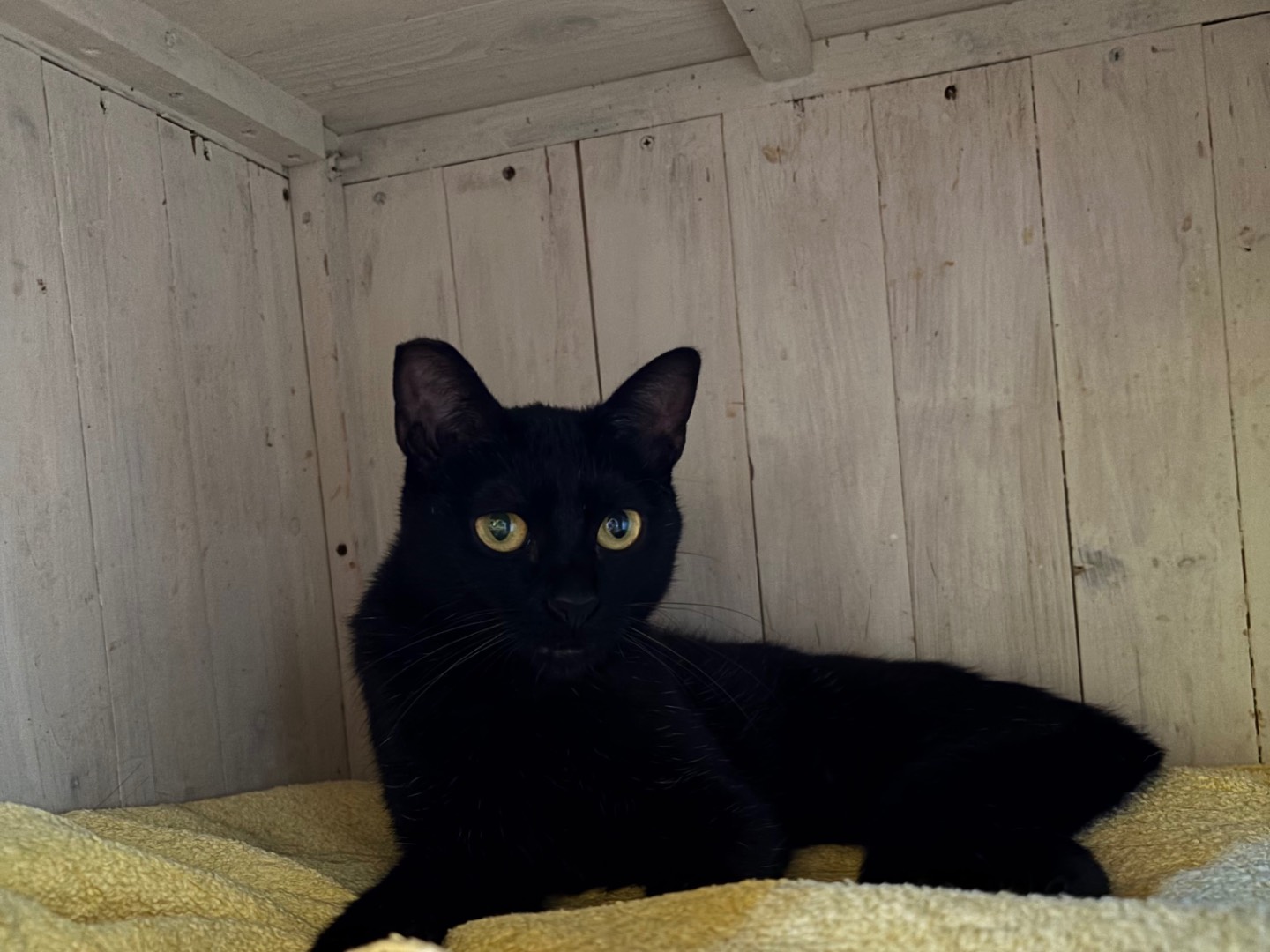 Adozione gatto, femmina, Razza sconosciuta Razza sconosciuta, 1 anno e 5 mesi, taglia non valida, Brescia