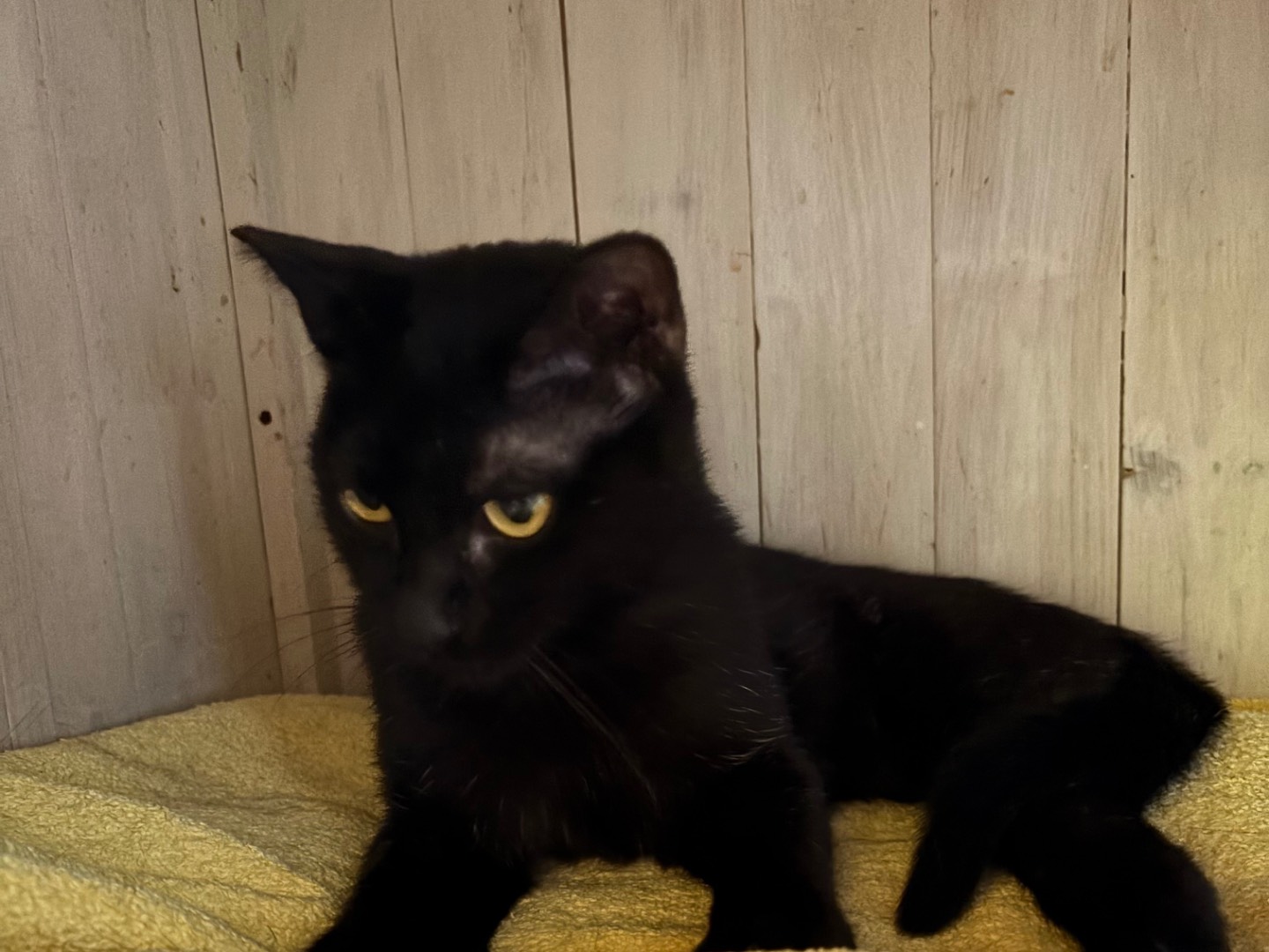 Adotta un gatto, femmina, 1 anno e 5 mesi, Brescia